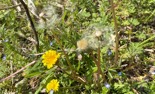 清明祭祖发朋友圈的句子 清明祭祖发朋友圈的句子