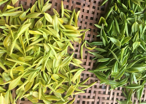 黄金茶发朋友圈的句子