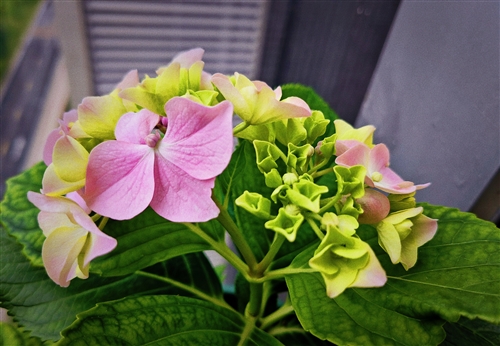 自己种的绣球花开花了发朋友圈说说