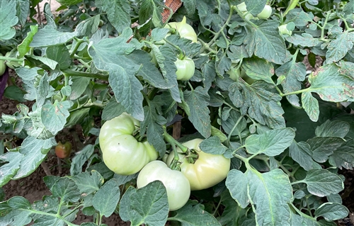 自家菜园心情说说句子(精选36句)