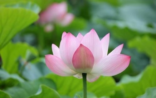 荷花朋友圈句子文案(精选43句)