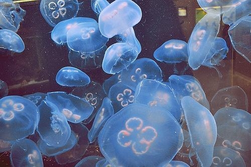 好听不易撞的网名女生(精选89个)