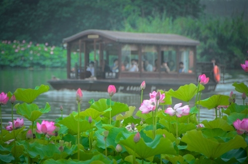 赏荷花发朋友圈的句子(精选64句)