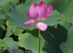 适合发荷花的朋友圈语句(精选59句)