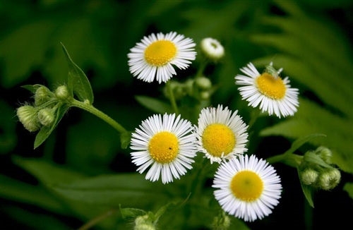 发朋友圈野花的句子短句(52句) 发朋友圈野花的句子短句(52句)