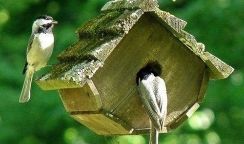 动物说说短句子大全(48句)