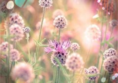 晒孩子的奖状的句子(44句)