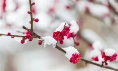 关于观赏梅花有意境句子(精选33句)