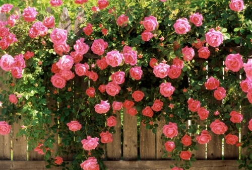 关于疫情解封的朋友圈文案(40句) 关于疫情解封的朋友圈文案(40句)