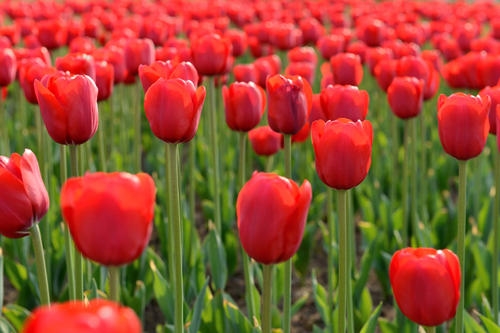 关于郁金香的文案(43句)