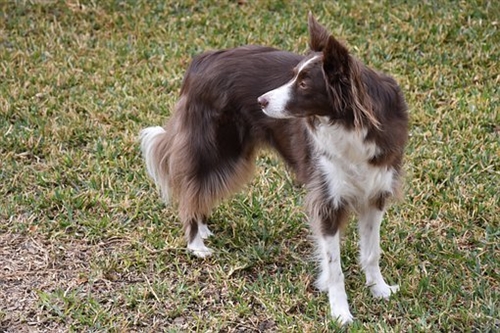 狗狗去世发朋友圈配文(41句)