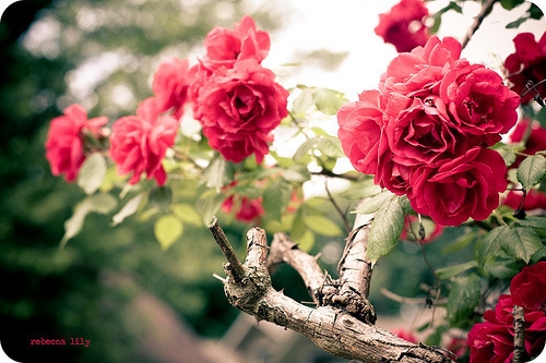 2022年祝福祖国的话简短(63句)