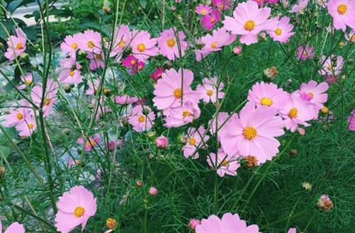 发朋友圈野花的句子(精选53句) 发朋友圈野花的句子(精选53句)