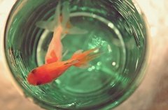 凑合过日子心酸的句子(42句)