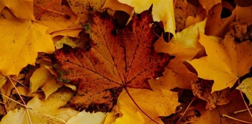 与秋天落叶有关的唯美短句(精选47句) 与秋天落叶有关的唯美短句(精选47句)