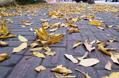 看落叶的心情朋友圈(46句)