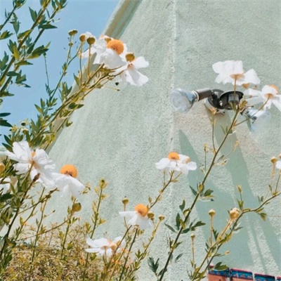 最近抖音上很火的头像(精选12张)