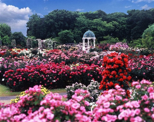 吸引女生又很撩人的一句话(45句)