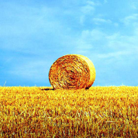 适合40岁以上父母用的头像(精选12张)