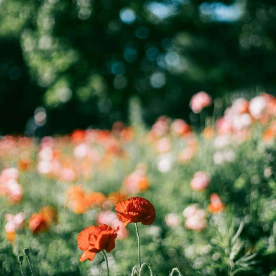 适合40岁以上父母用的头像(精选12张)