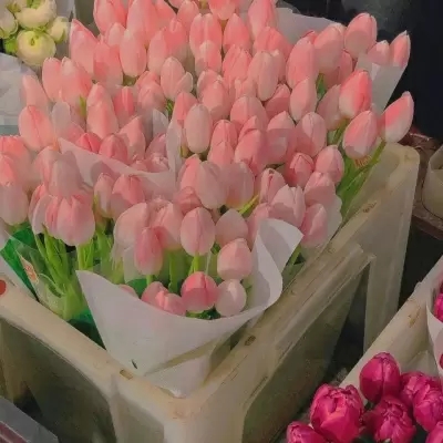 一生好运的抖音头像(精选10张)