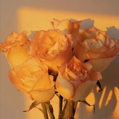 适合永久做头像的图片风景(精选10张)