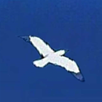 小众又高格调的头像(精选12张)