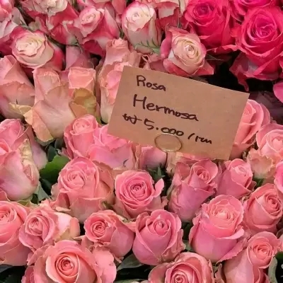 给人一种阳光的头像(精选10张)