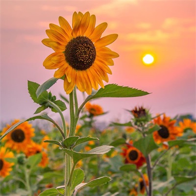 充满阳光朝气的微信头像(精选12张)