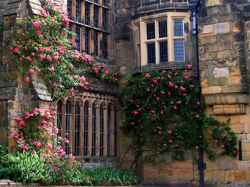 朋友圈晒兰花的经典句子(精选48句)