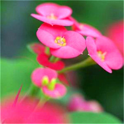 2023暴富发财微信头像(精选10张)