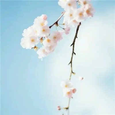 40岁女人高贵典雅微信头像(精选10张)