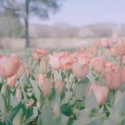 适合爷爷奶奶的微信头像图片(精选12张)