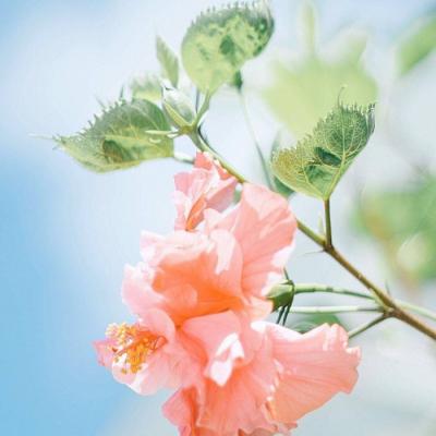 适合爷爷奶奶的微信头像图片(精选12张)