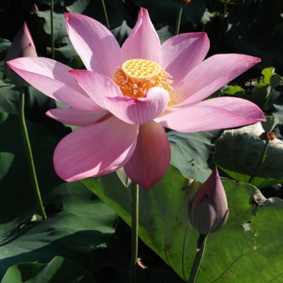 适合爷爷奶奶的微信头像图片(精选12张)