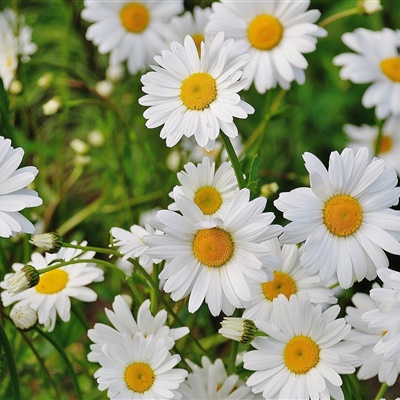 适合爷爷奶奶的微信头像图片(精选12张)