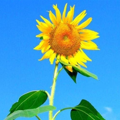 中老年微信头像花开富贵(精选10张)