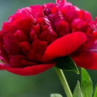 中老年微信头像花开富贵(精选10张)