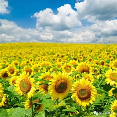 年纪大点的头像(精选10张)