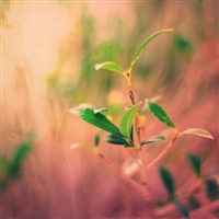 老年妇女用微信头像(精选12张)