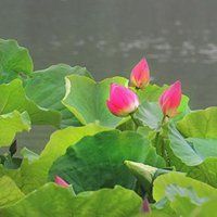 老年妇女用微信头像(精选12张)