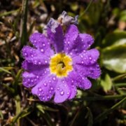 老年妇女用微信头像(精选12张)