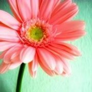 老年妇女用微信头像(精选12张)