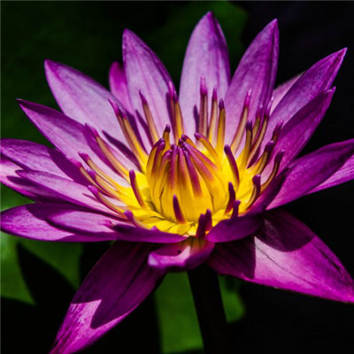 老年妇女用微信头像(精选12张)