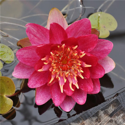 老年妇女用微信头像(精选12张)