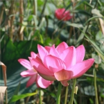 老年妇女用微信头像(精选12张)