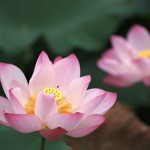 老年妇女用微信头像(精选12张)