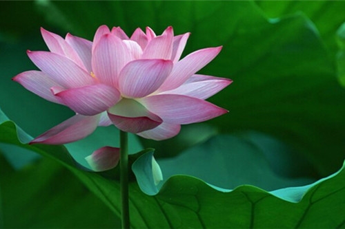 一听就是软妹子的游戏名(精选92个)