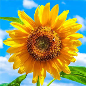 适合妈妈用的头像年轻大气(精选12张)