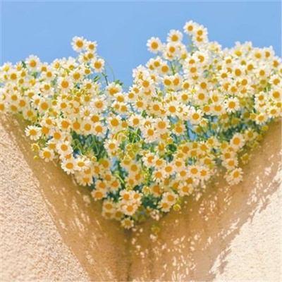 2023最漂亮的微信头像(精选10张)